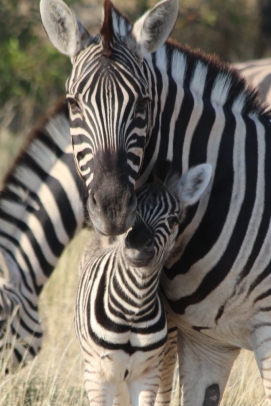 Wahre Liebe gibt es nur unter Zebras